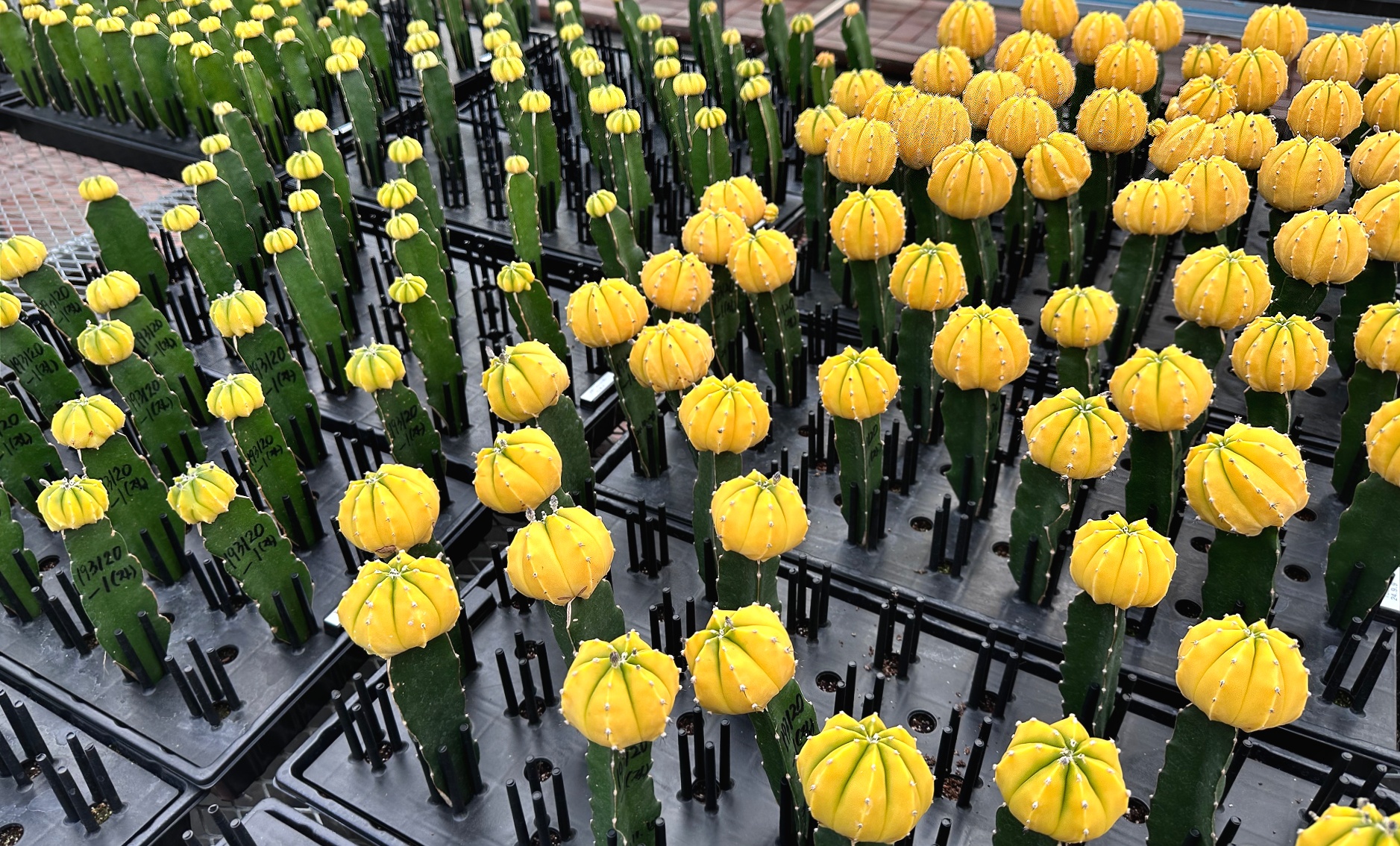 ��⵵, �ƽ�Ʈ����Ƭ ��ǰ�� �������̡��� �����̽�Ÿ�� ����